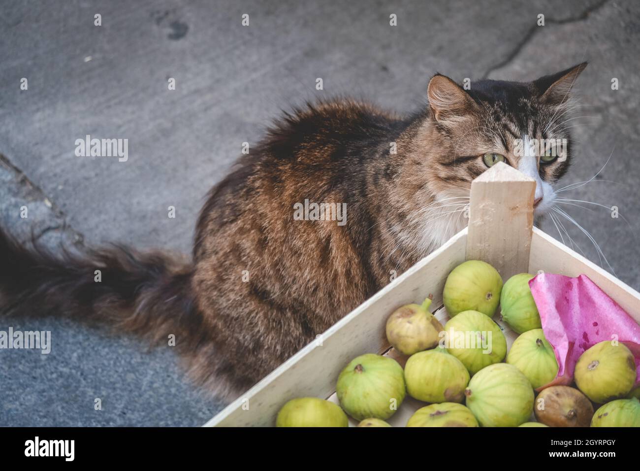 Nette Katze in der Nähe einer Schachtel mit Früchten in einer Straße Stockfoto