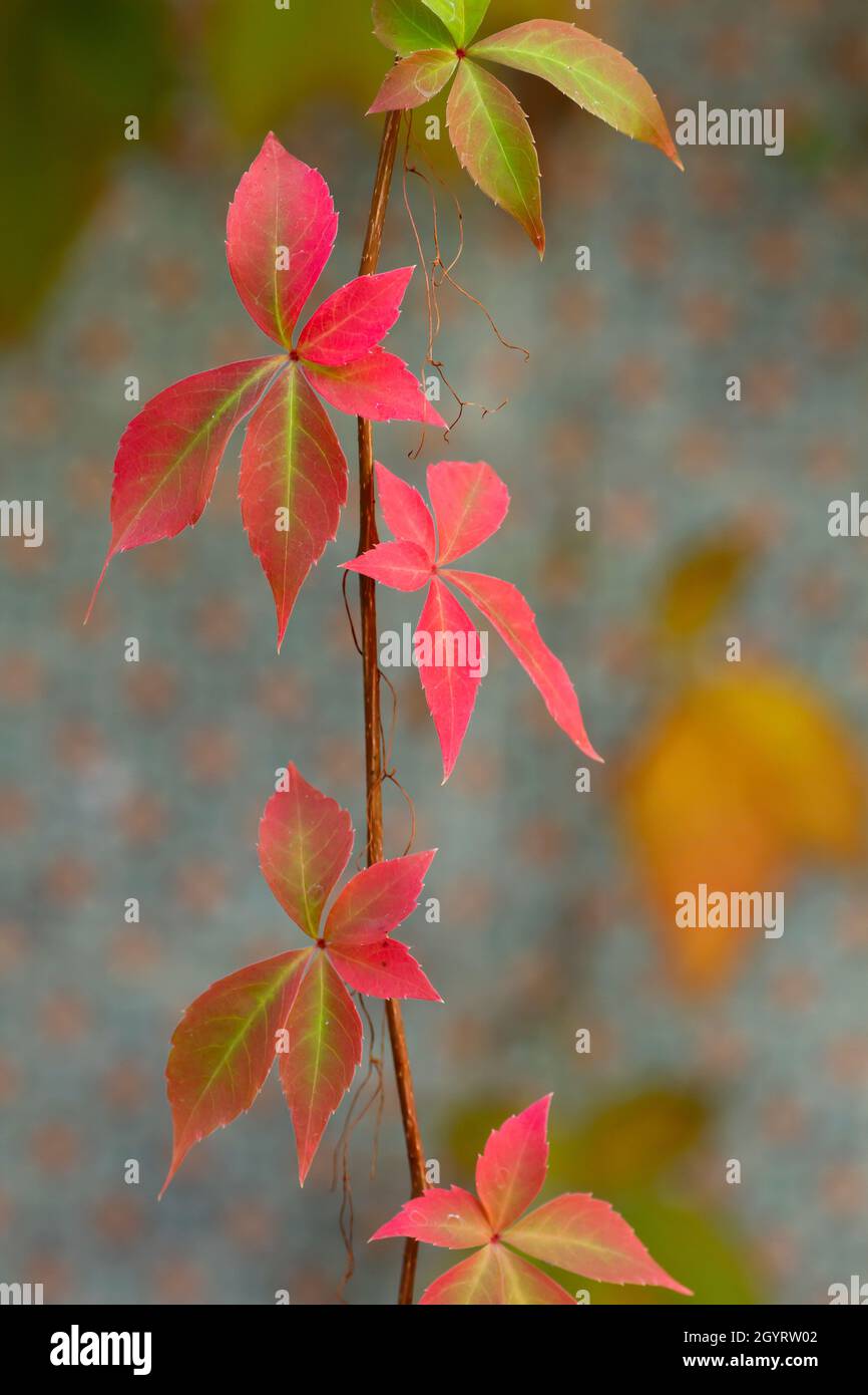 Detail von Parthenocissus quinquefolia oder Virginia kriechende herbstliche rote Blätter, farbenfrohe Laubblätter aus nächster Nähe Stockfoto