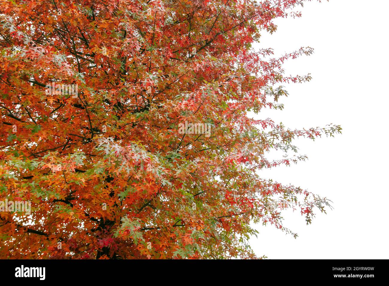 Quercus palustris Nadeleiche typisch herbstliches buntes Laub Stockfoto