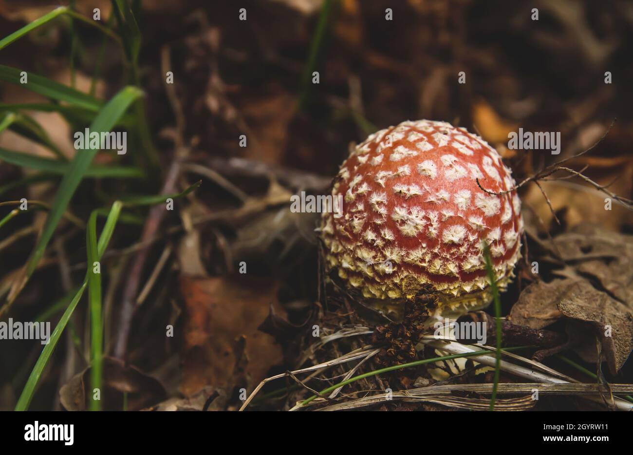 Amanita muscaria, Fliegenpilz psychoaktiven Pilz wild wachsenden im herbstlichen Wald, Herbst und Umweltkonzept Stockfoto