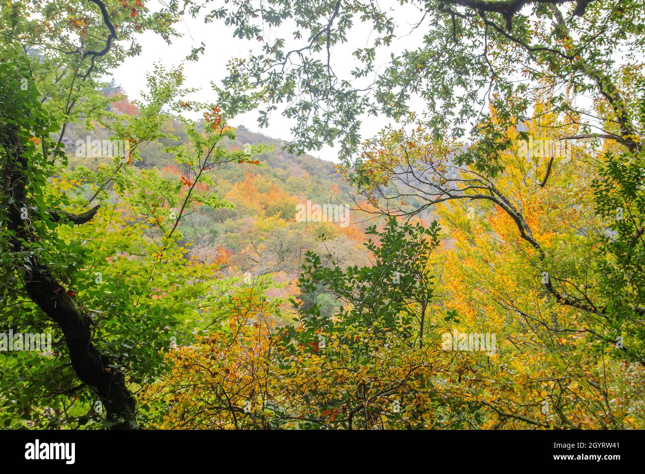 Herbstlicher Mata da Albergaria, gemäßigter Laub- und Mischwald im Peneda-Gerês-Nationalpark, Portugal Stockfoto