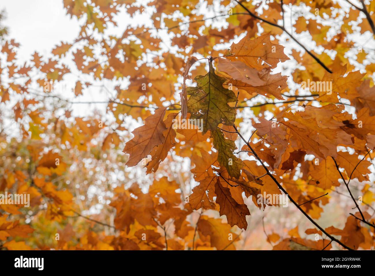 Quercus rubra rote Eiche Laubbaum Herbstlaub Stockfoto