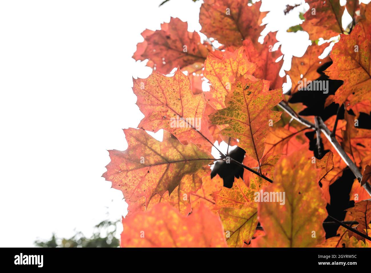 Quercus rubra, die nördliche rote Eiche Laubbaum Herbstlaub Detail Stockfoto