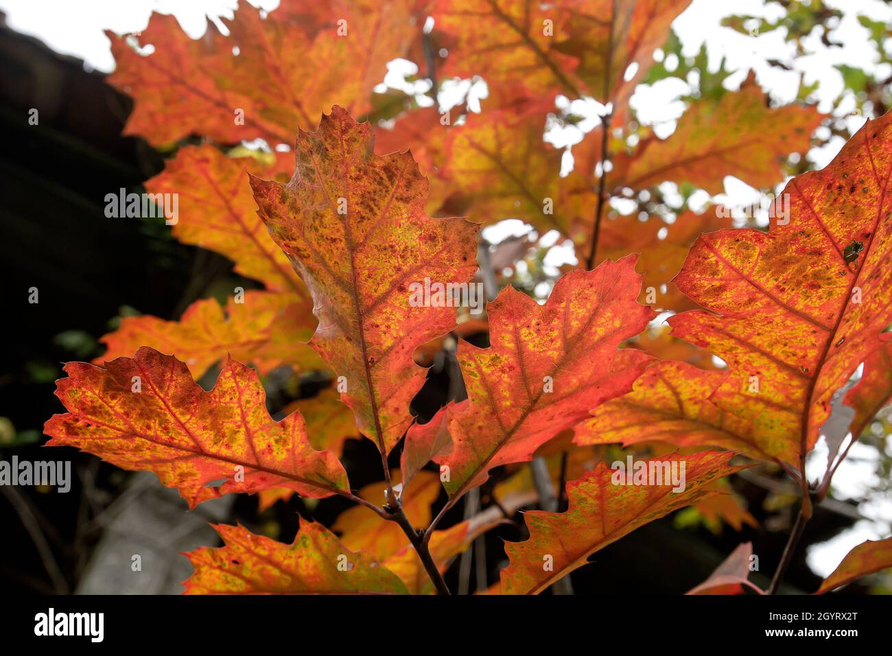 Quercus rubra, die nördliche rote Eiche Laubbaum Herbstlaub Detail Stockfoto