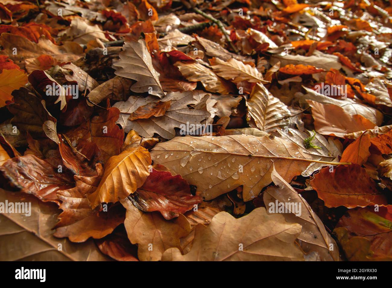 Laubbäume Herbst fallen Blätter in den Wald Boden Stockfoto