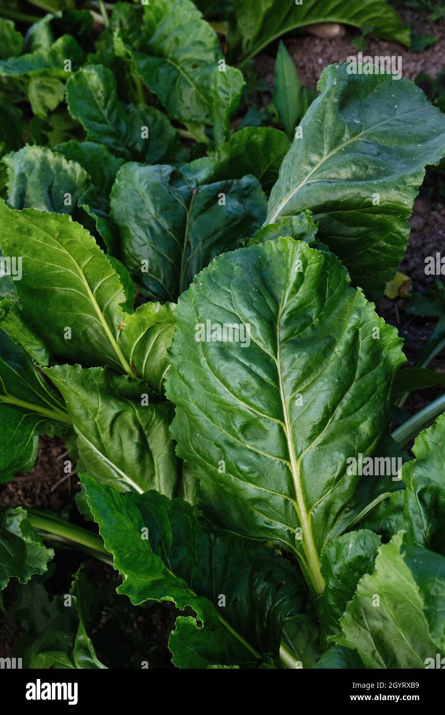Beta vulgaris Pflanzen wachsen im Gemüsegarten Stockfoto