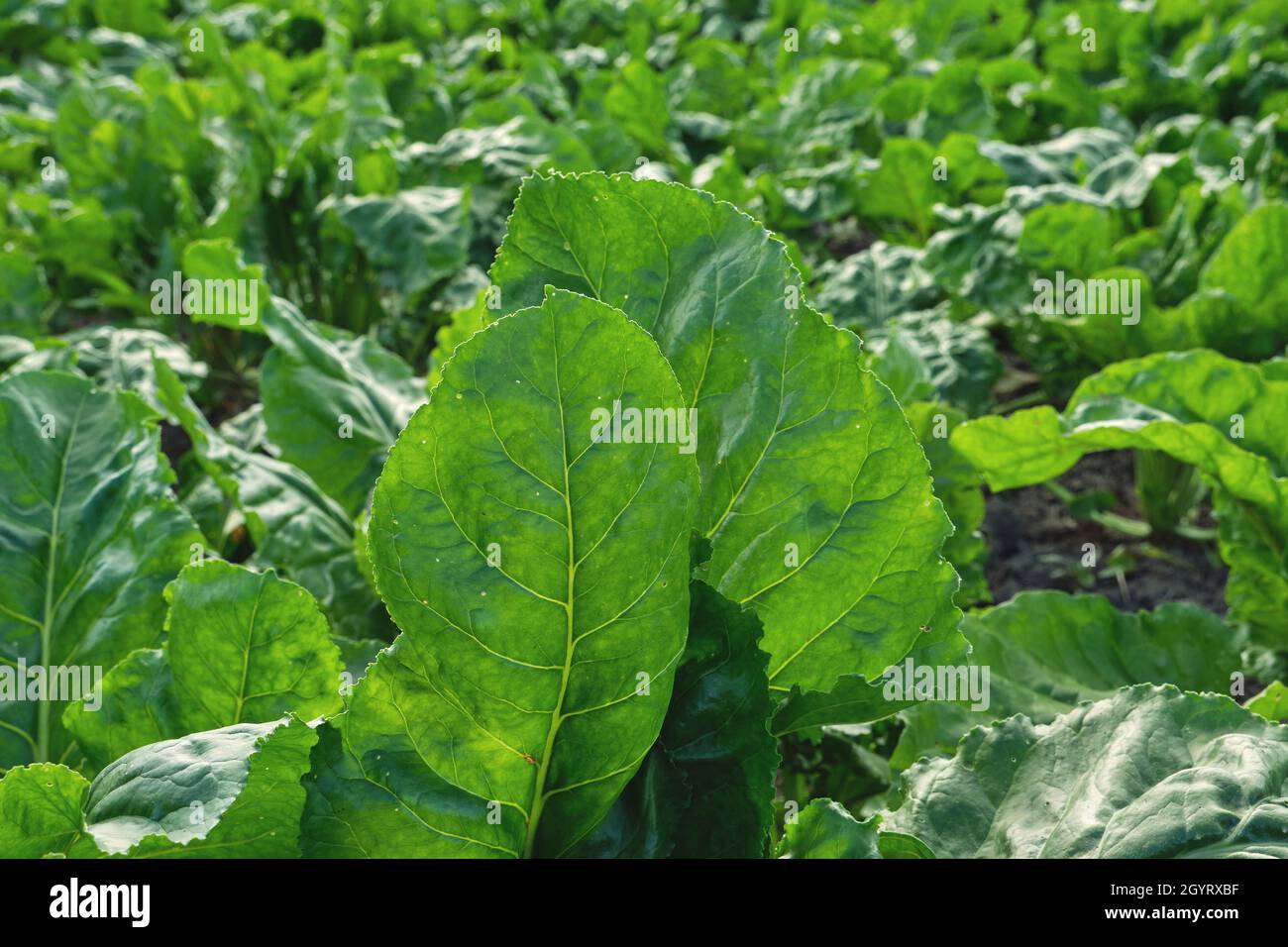 Beta vulgaris Pflanzen wachsen im Gemüsegarten Stockfoto