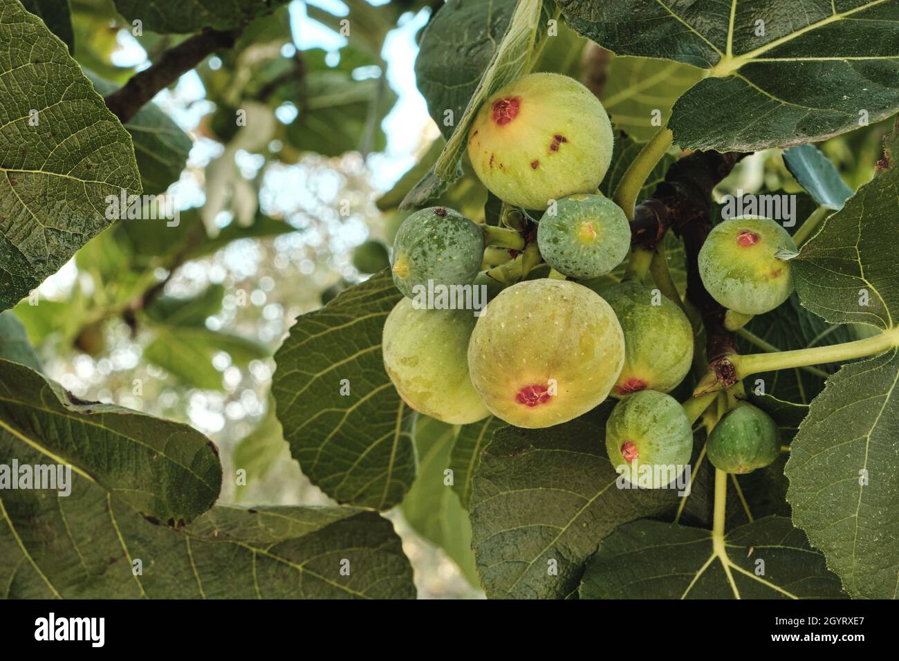 Ficus carica beladen mit Feigen Stockfoto