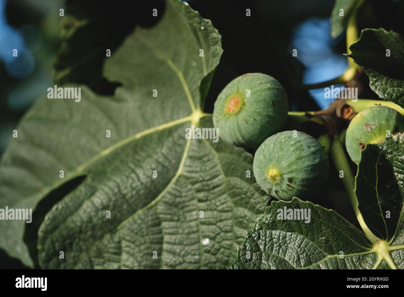 Ficus carica Früchte, grüne unreife Feigen Stockfoto