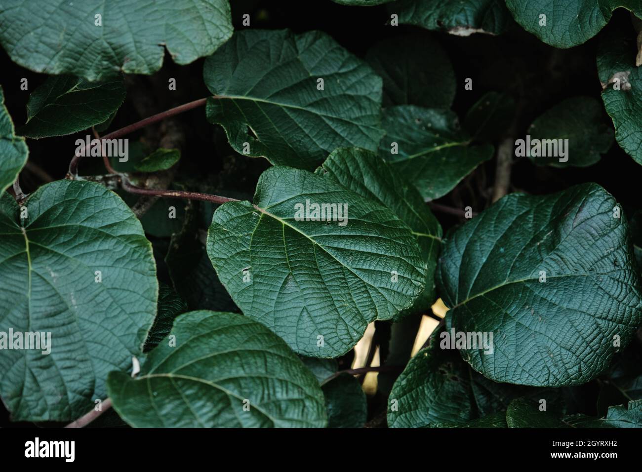 Actinidia deliciosa, dunkelgrünes Laub von Kiwifrucht-Reben Stockfoto