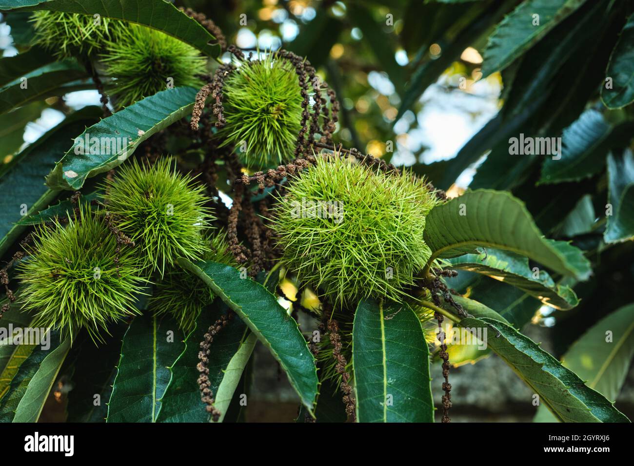 Castanea Sativa Süße Kastanienbaum grün scharfe stachelige cupules Samenkapseln Stockfoto