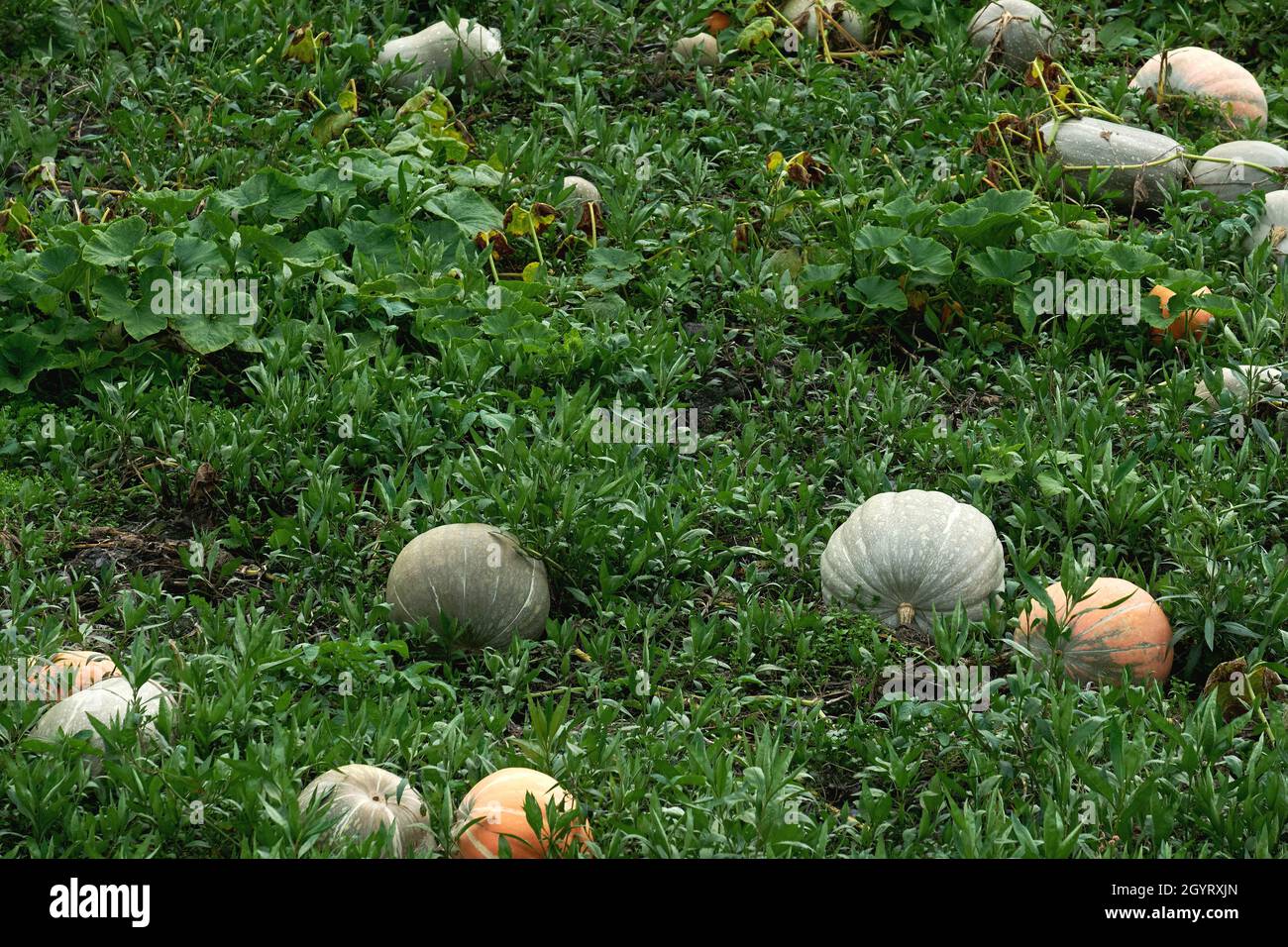 Hausgemachte Kürbisse im Küchengarten Stockfoto