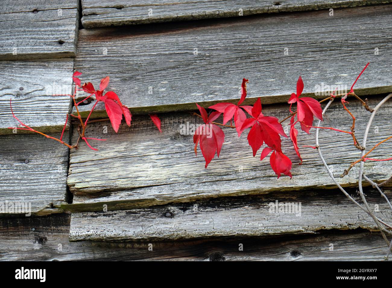 Red Virginia Creeper, Parthenocissus quinquefolia, im Herbst auf Holzscheune mit Klapptafel in Herefordshire, England, Großbritannien Stockfoto