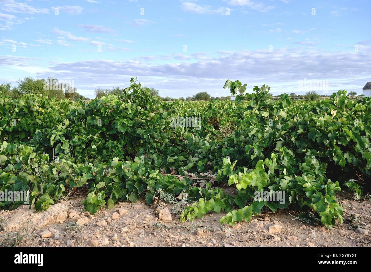 Grüne Weinberge in La Mancha, Spanien Stockfoto