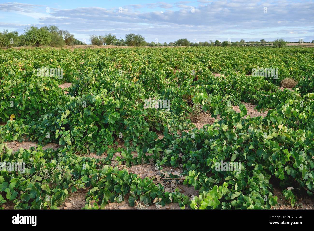 Grüne Weinberge in La Mancha, Spanien Stockfoto
