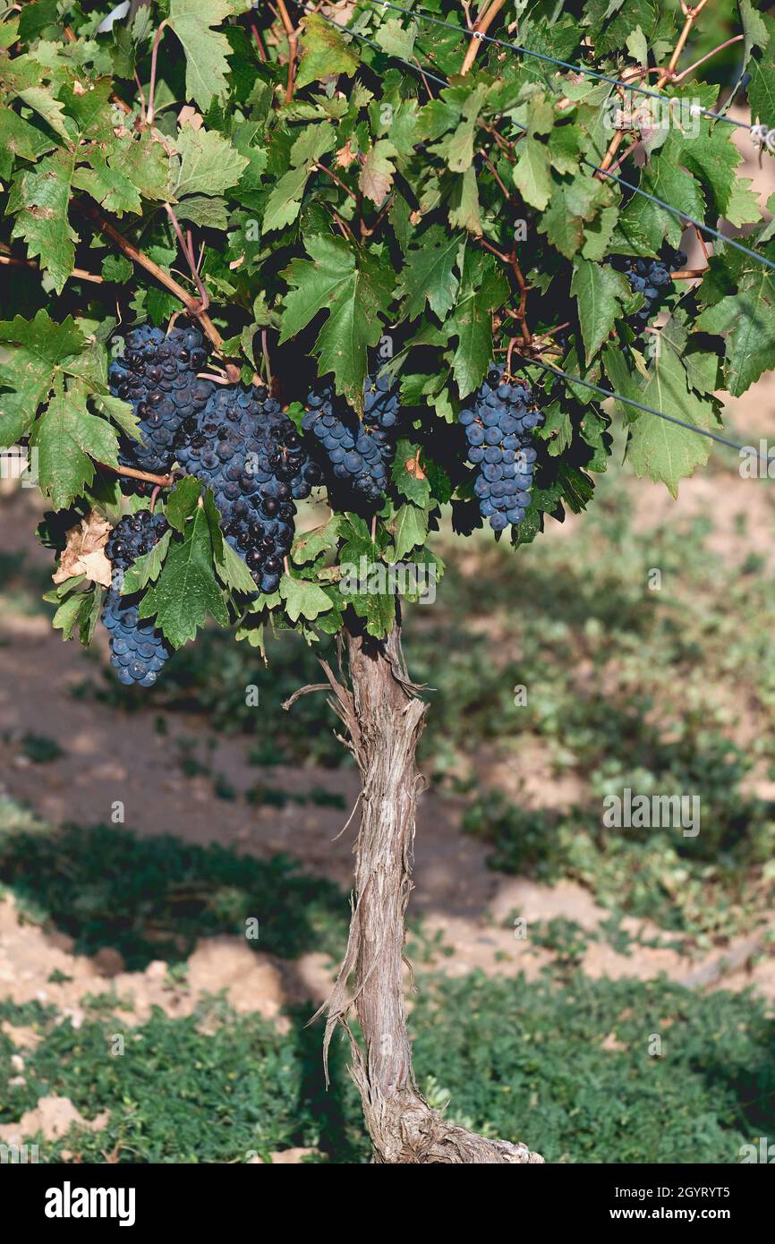 Vitis vinifera Weinbereitung Weinberg Weinreben reife dunkelblaue Früchte in der Erntezeit Stockfoto