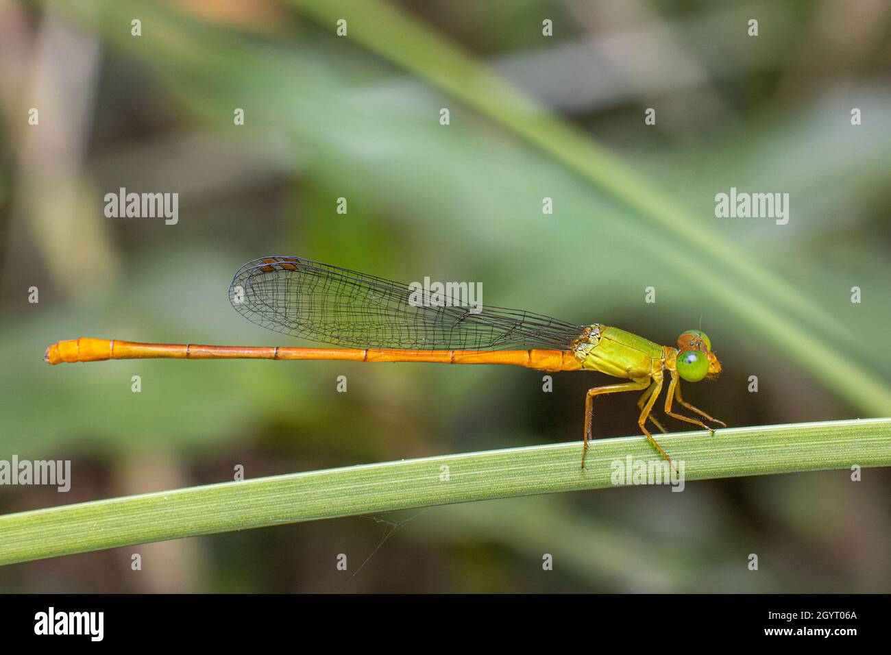 Porträt des Damselfly - Orange-tailed Sprite Stockfoto