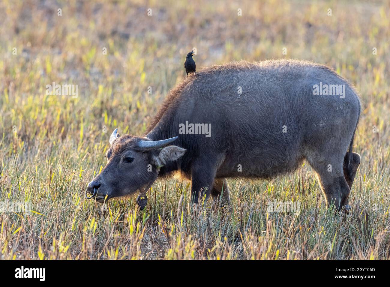 Große Myna steht auf dem Rücken des asiatischen Wasserbüffels am frühen Morgen Stockfoto