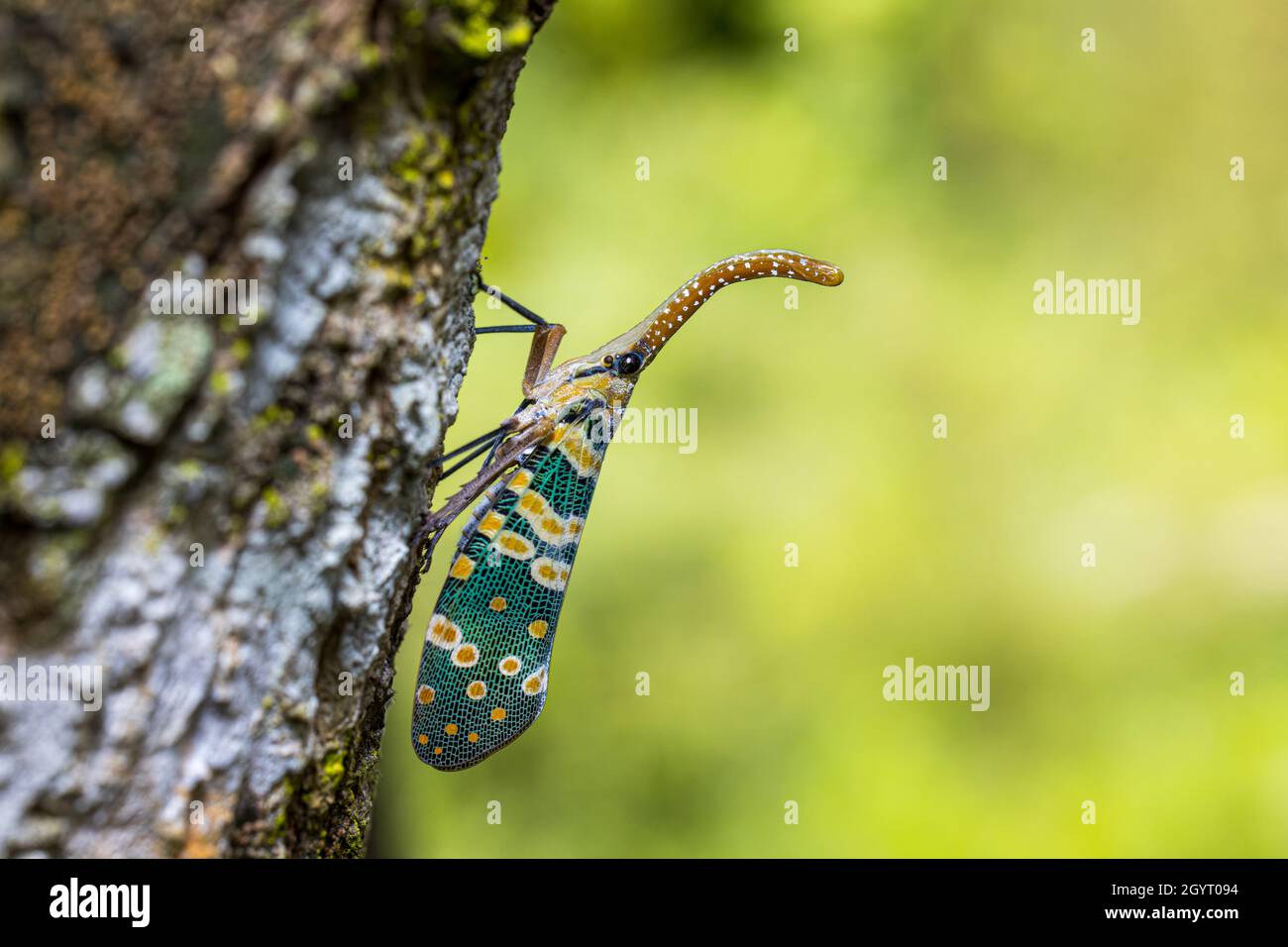 Laterne Fly (Pyrops candelaria) auf Longan Baum Stockfoto