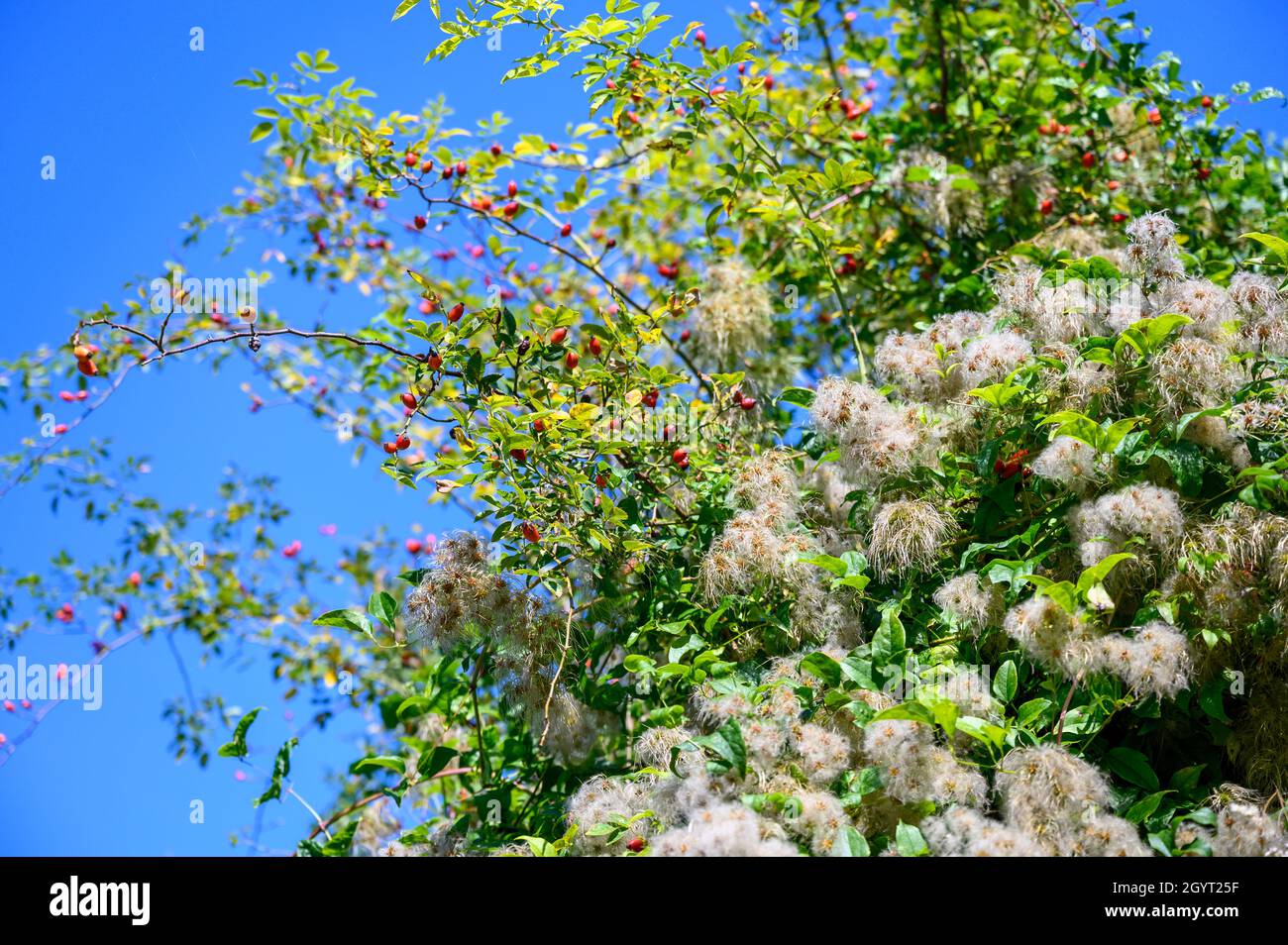 Ein großer, hüftiger Busch mit dunkelroten Früchten und einem wolkenlosen blauen Himmel. Stockfoto