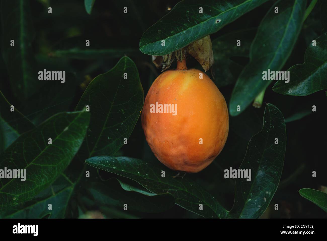 Passiflora caerulea, die bluecrown Passionsblume orange-gelbe Frucht und dunkelgrünes Laub Stockfoto