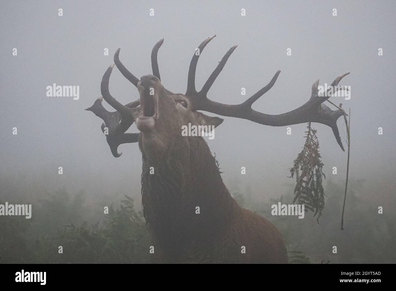 Rothirsch brüllt in dichtem Nebel während der jährlichen Brunftzeit Stockfoto