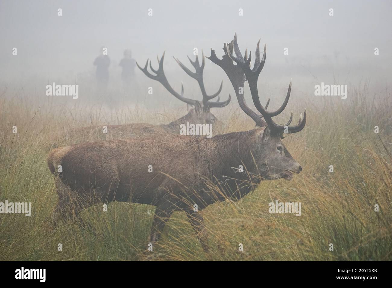 Rothirsche Hirsche im dichten Nebel Stockfoto