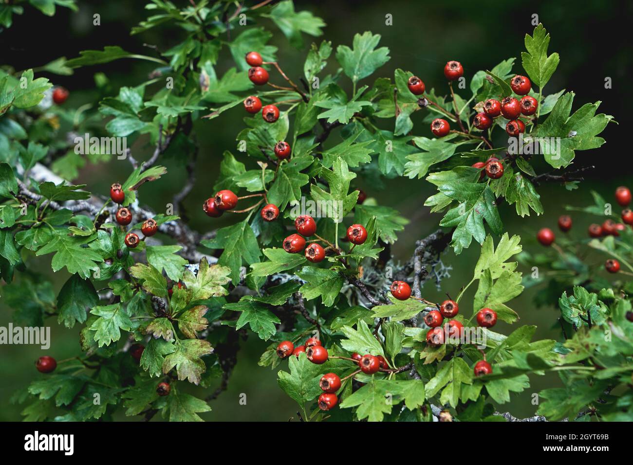 Crataegus monogyna gemeiner Weißdorn mit roten Beeren und grünem Laub Stockfoto