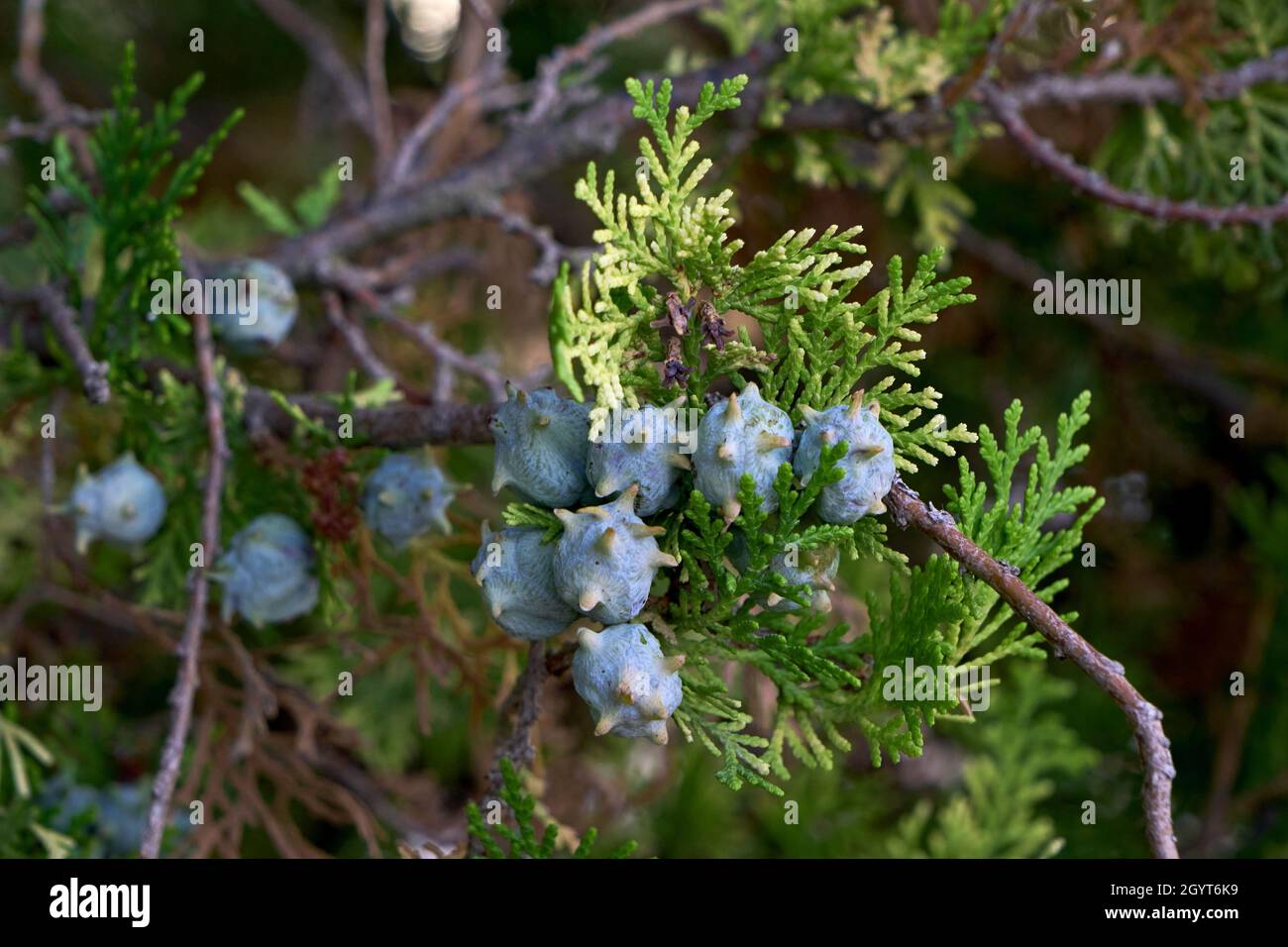 Platycladus orientalis Orientalischer Laub-vitae Nadelbaum mit unreifen Samenkegeln und immergrünen Blättern Stockfoto
