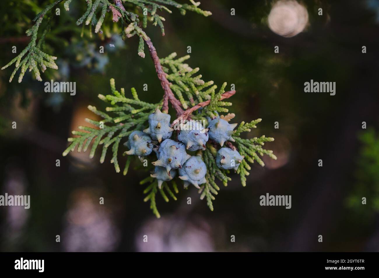 Platycladus orientalis Orientalischer Laub-vitae Nadelbaum mit unreifen Samenkegeln und immergrünen Blättern Stockfoto