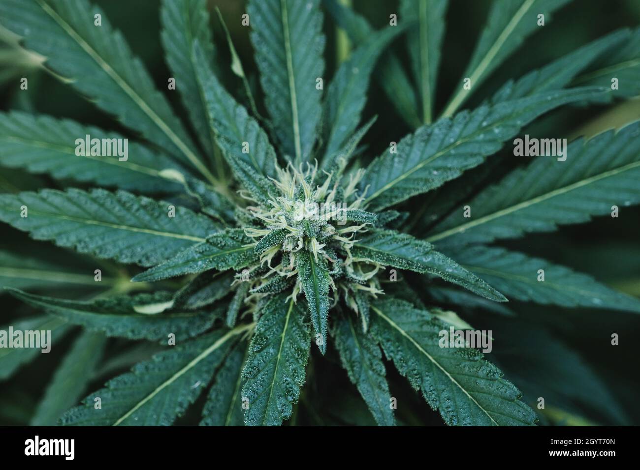 Cannabis sativa Pflanze weibliche Blüten Draufsicht Stockfoto
