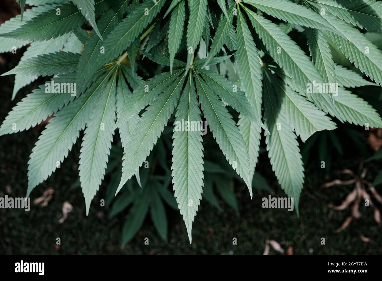 Cannabis Sativa Pflanze grüne Blätter Detail Stockfoto