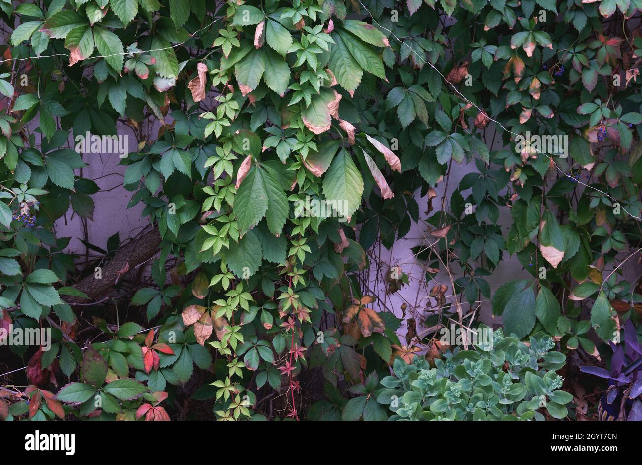 Parthenocissus quinquefolia Weinrebe buntes Laub im frühen Herbst Stockfoto