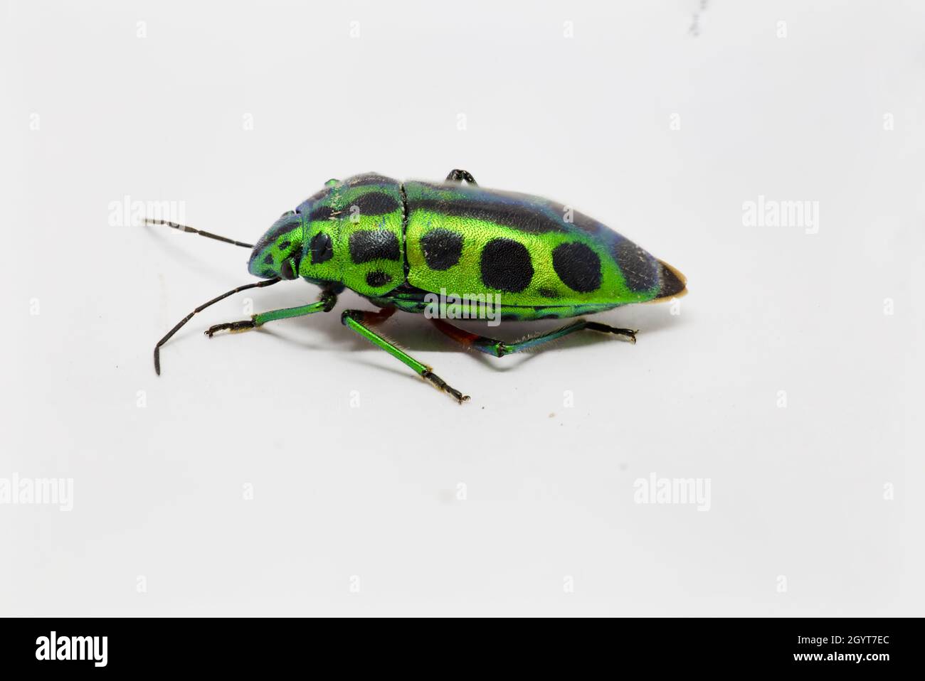 Metallisch-grünes Bupresti-Makro auf weißem Hintergrund Stockfoto