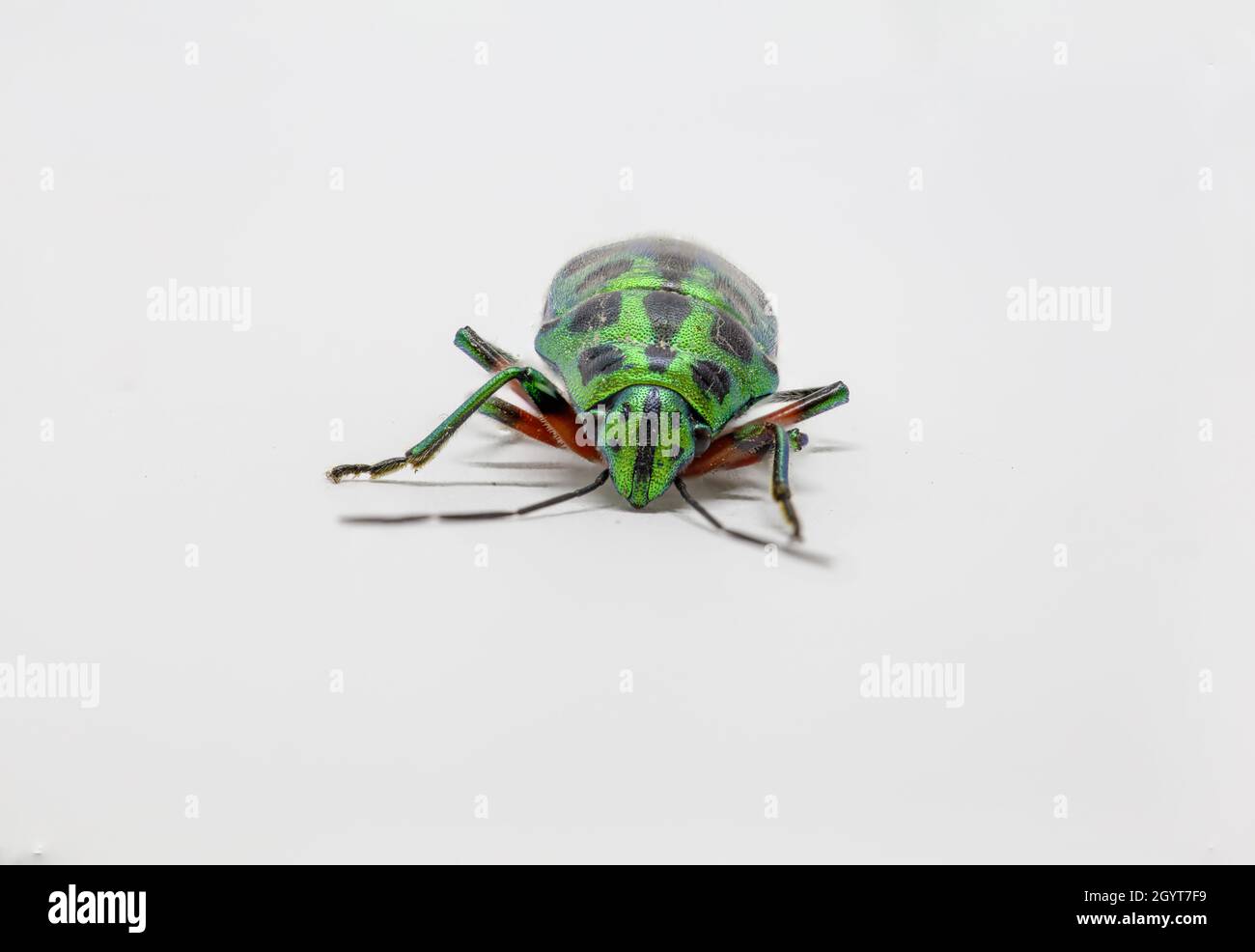 Metallisch-grünes Bupresti-Makro auf weißem Hintergrund Stockfoto