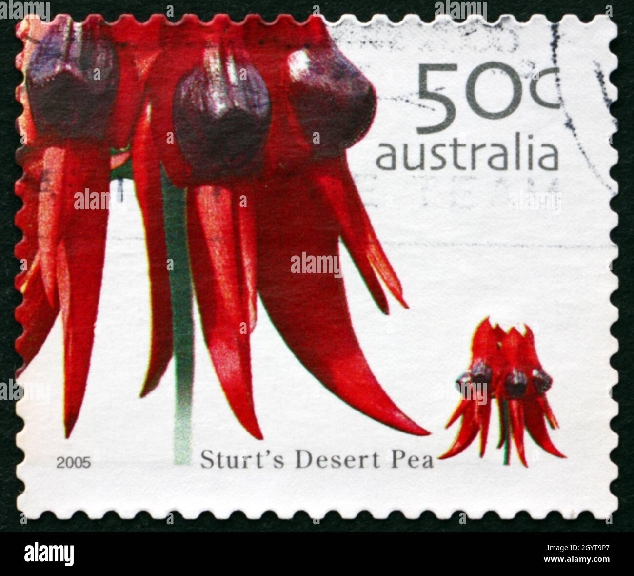 AUSTRALIEN - UM 2005: Eine in Australien gedruckte Marke zeigt Sturt's Desert Pea, Swainsona Formosa, Wildflower, um 2005 Stockfoto