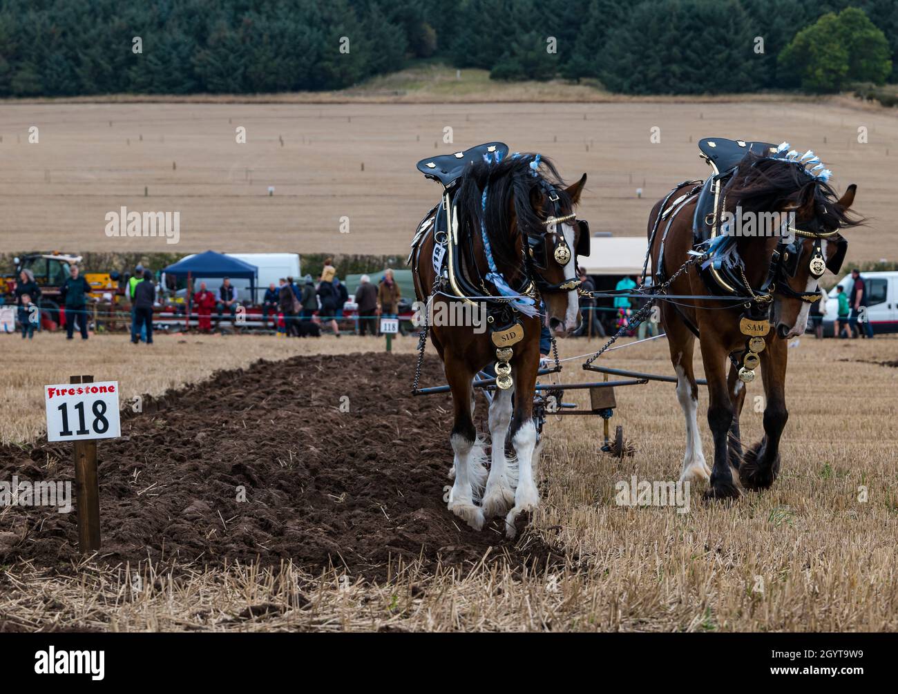 Mindrum Mill, Northumberland, Großbritannien. 09. Oktober 2021. Britische Pflügmeisterschaften: Die 70. Meisterschaften, die letztes Jahr wegen Covid-19 abgesagt wurden, finden statt. Im Bild: Furche Pflügen mit einem Pferd gezogenen Pflug mit Shire schweren Pferden Stockfoto