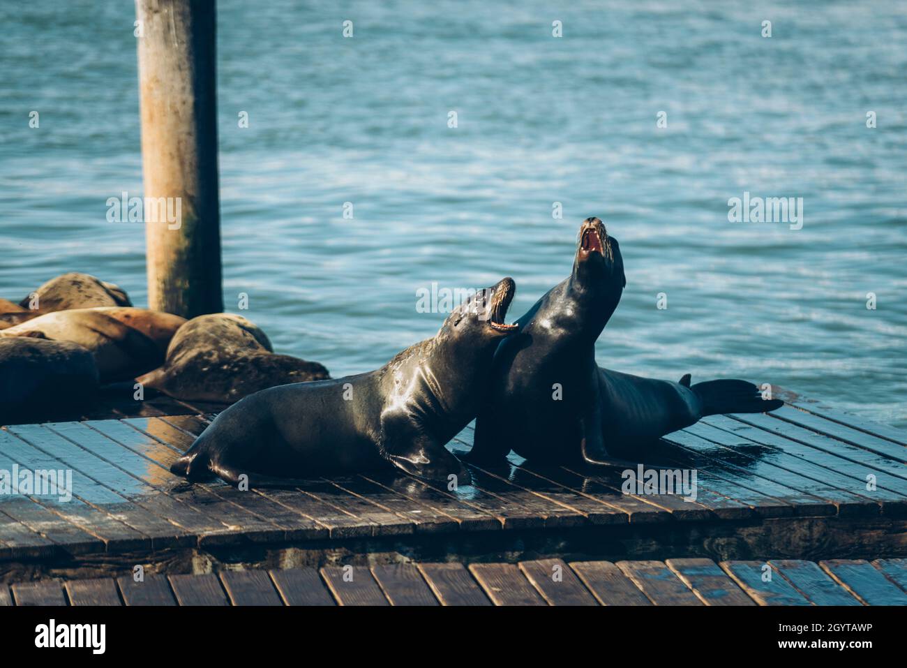 Versiegelungen auf der Holzbrücke wütende blaue Bucht Stockfoto