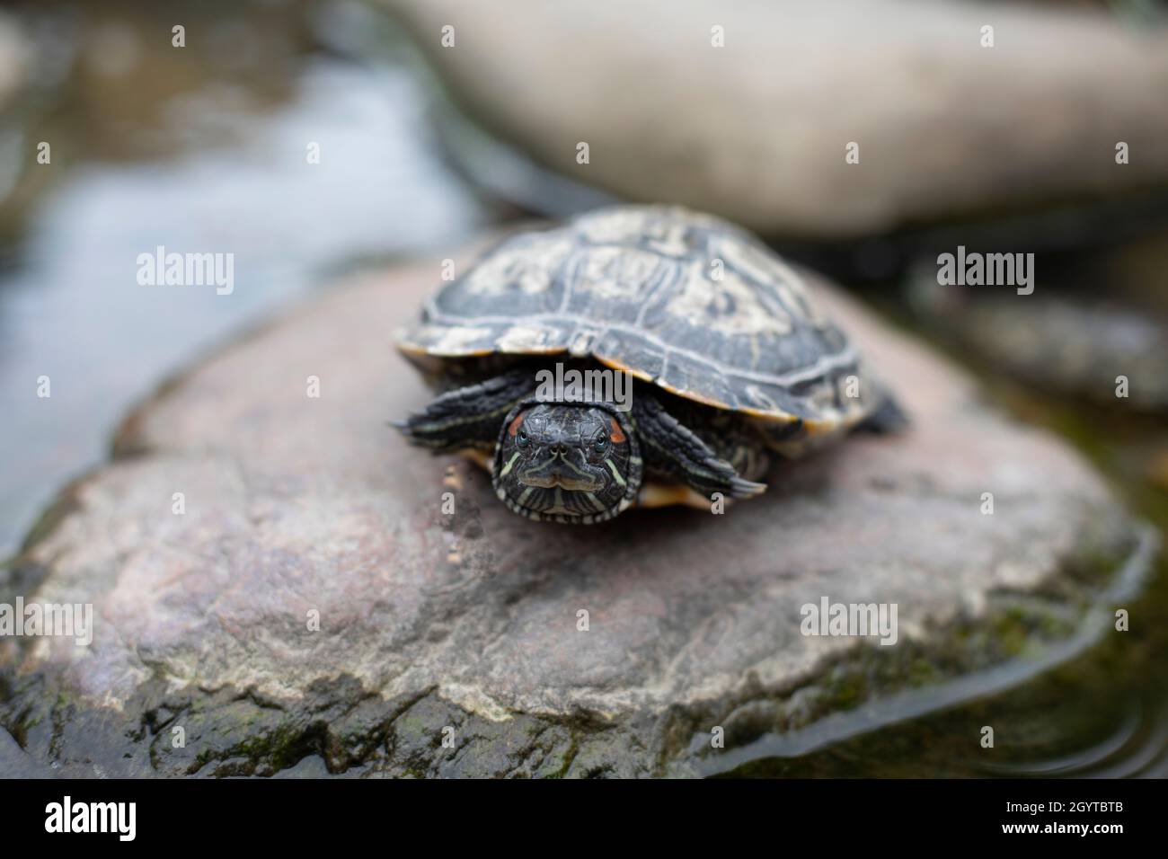 Eine Schildkröte sitzt auf einem Platz im Park. Die Schildkröte kletterte aus dem Wasser auf einen Kieselstein. Das Reptil ruht in der Schale. Stockfoto