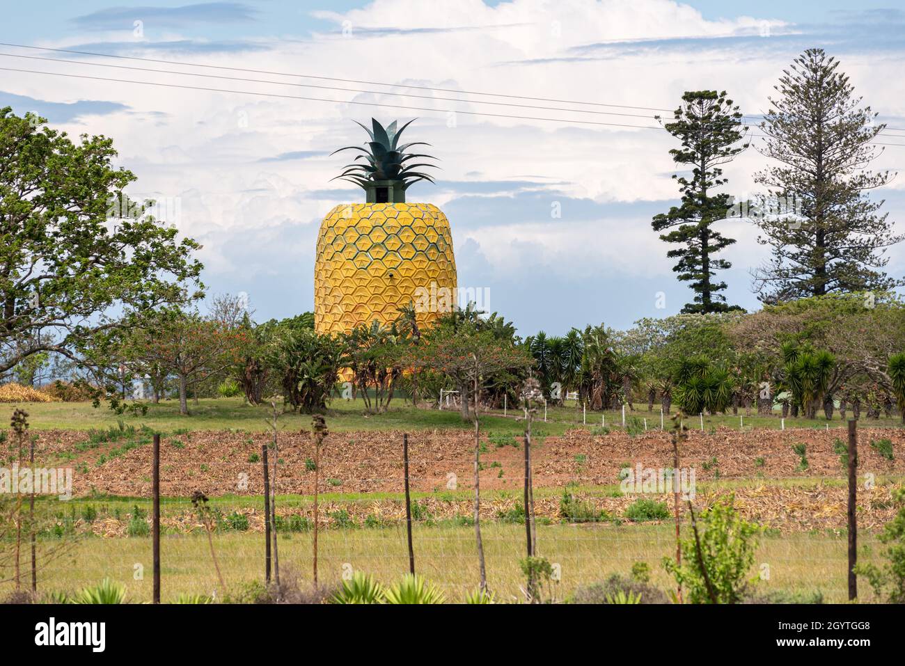 The Big Pineapple on Summerhill Farm at Bathurst, Eastern Cape, Südafrika, 09. Oktober 2021. Stockfoto