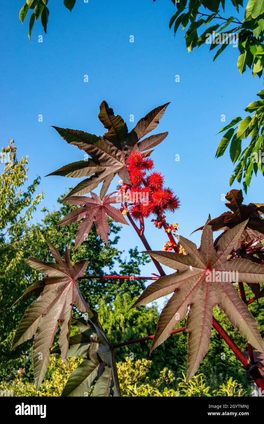Ricinus Communis (Kastenbohnenpflanze) Stockfoto
