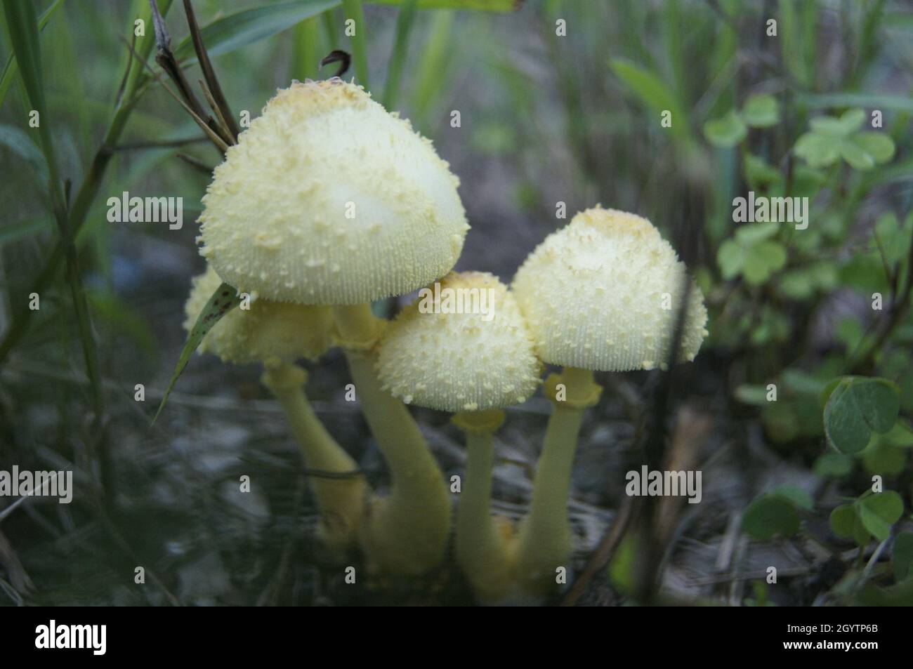 Schönheit der Natur Stockfoto