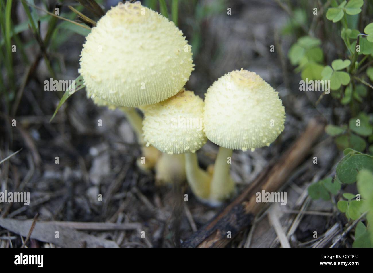 Schönheit der Natur Stockfoto