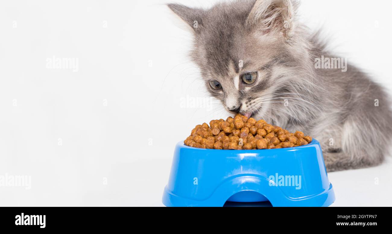 Ein Kätzchen isst für einen Zoofachhandel trockenes Futter von einem blauen Teller auf weißem Hintergrund. Die Katze isst, Platz für Text. Stockfoto