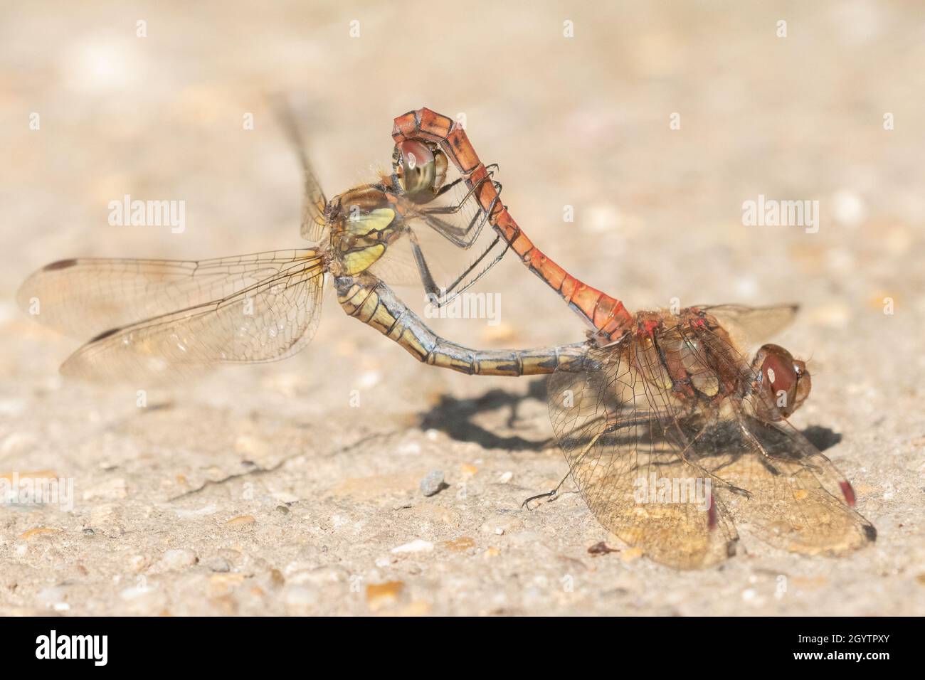 Rote Libellen paaren sich auf dem Southampton Common Stockfoto