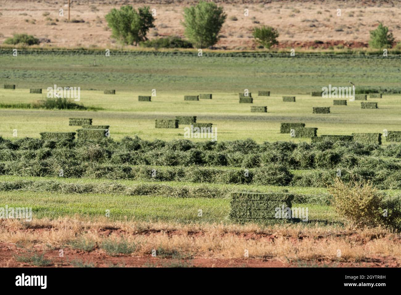 Heuballen und Heuschaufeln wurden auf einer Ranch im Red-Rock Canyon-Land im Südosten Utahs für die Ballenpresse aufgestampft. Stockfoto