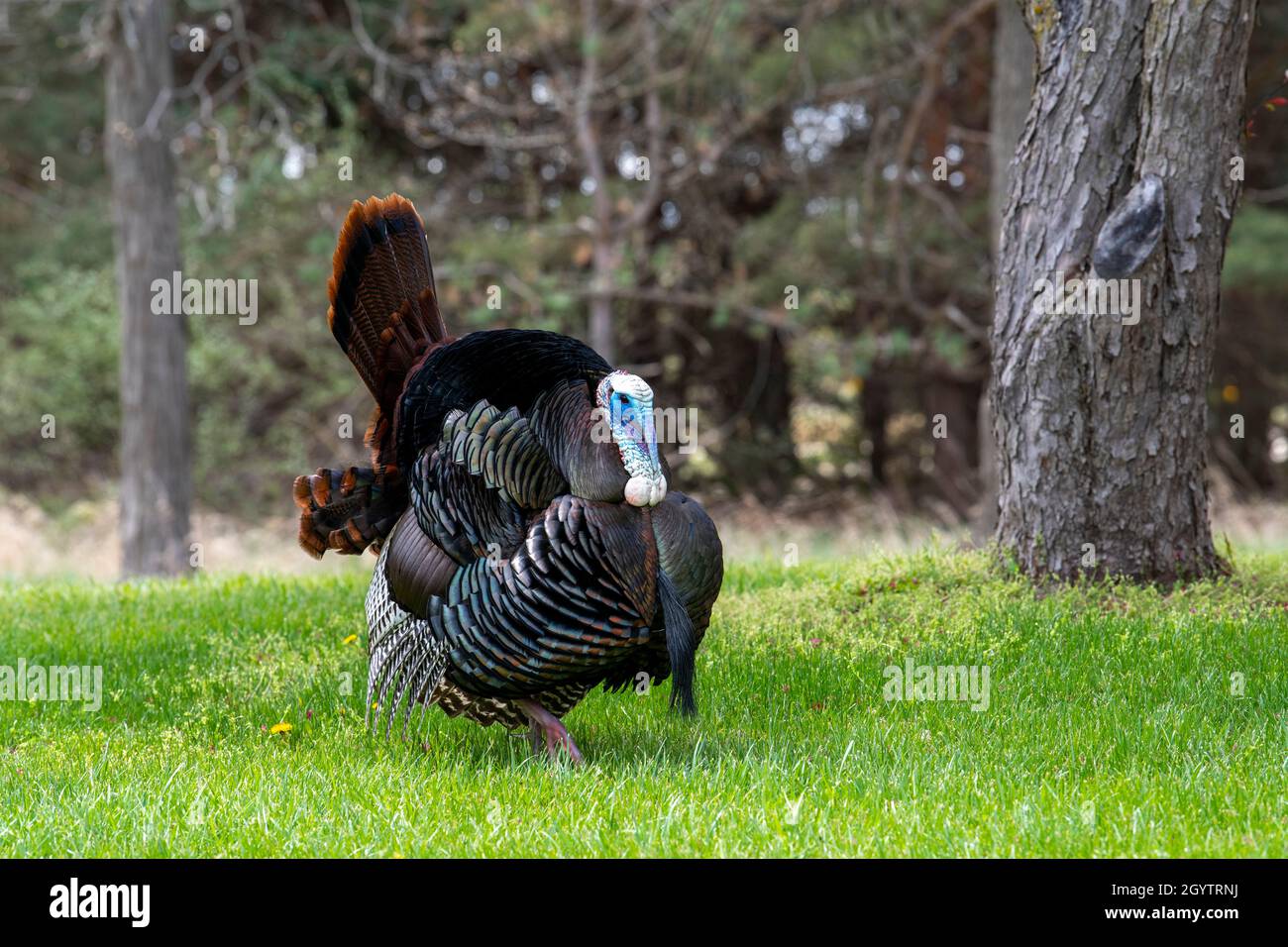 Eastern Wild Turkey (Meleagris gallopavo silvestris), Spring, E USA, von Dominique Braud/Dembinsky Photo Assoc Stockfoto