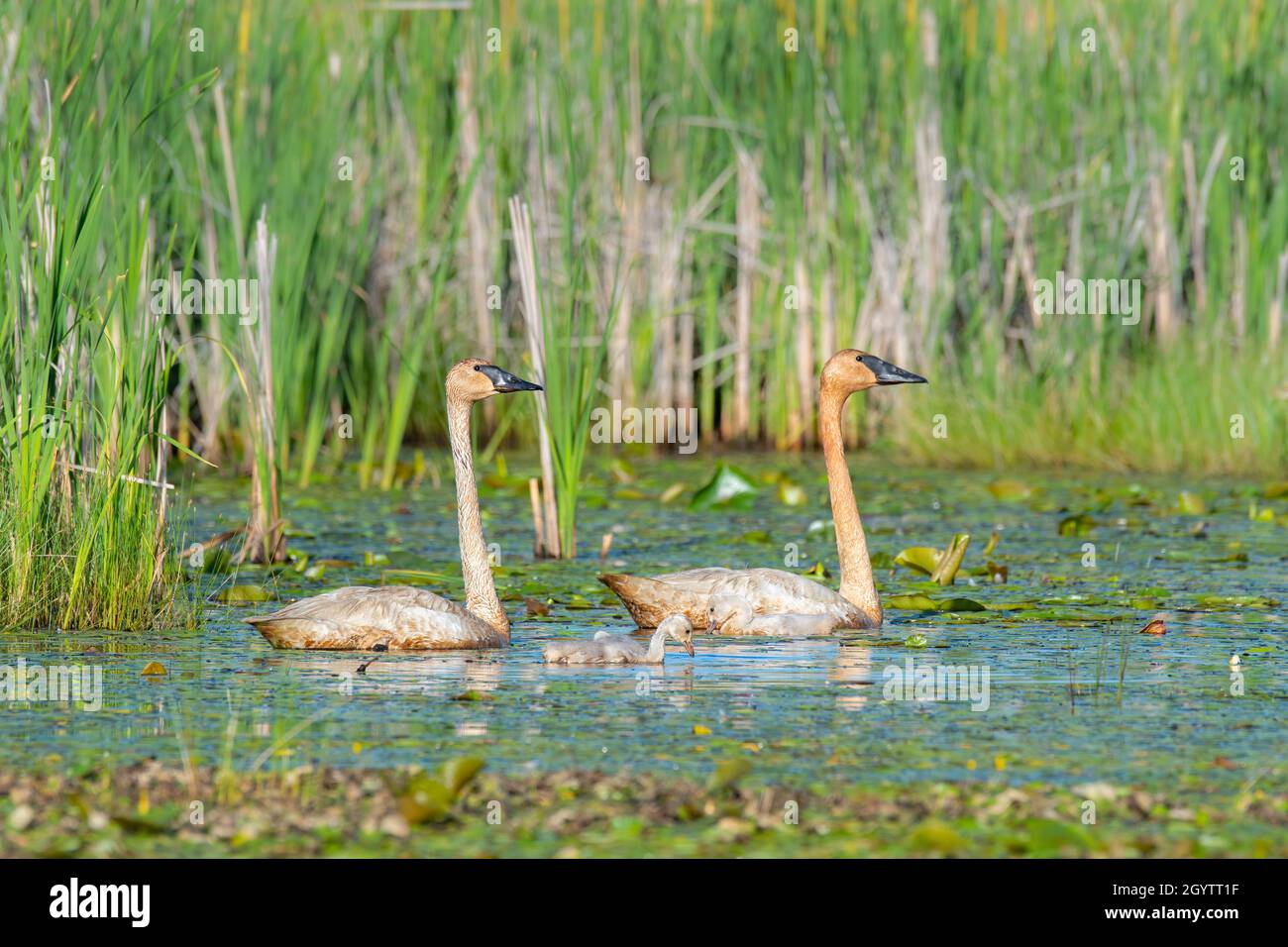 Trompeter-Schwäne (Cygnus buccinator) mit Cygnets, Early Summer, E USA, von Dominique Braud/Dembinsky Photo Assoc Stockfoto Trompeter-Schwäne (Cygnus buccinator) mit Cygnets, Early Summer, E USA, von Dominique Braud/Dembinsky Photo Assoc Stockfoto