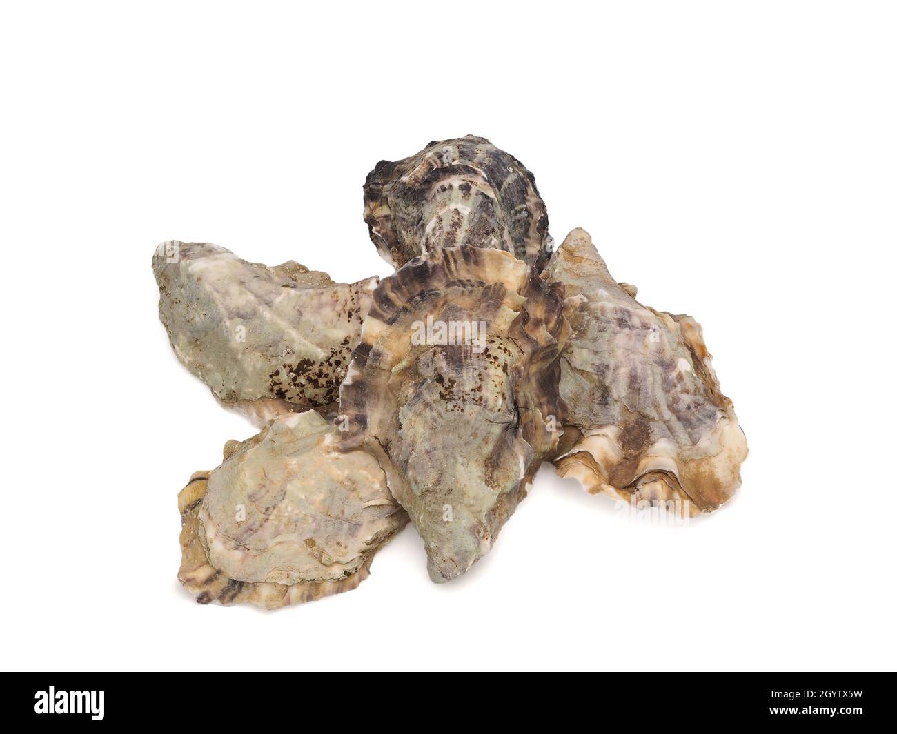 austernschalen, Austernschalen nach Muschelschalen auf dem Markt. Stockfoto