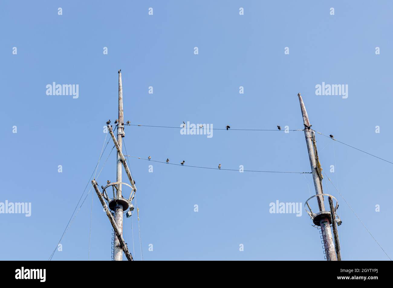 Die zweibeinige Kormoran-Vögel versammeln sich auf den Masten eines Schiffs Stockfoto